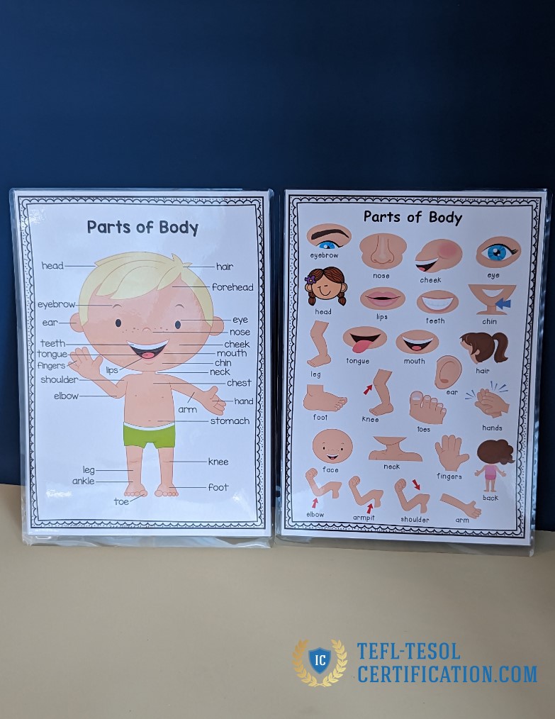 Parts of body in English